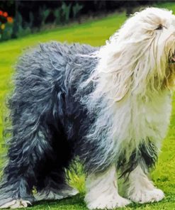 Sheepdog Puppy paint by number