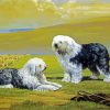 Sheepdogs Art paint by number