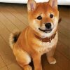 Shiba Inu Baby Puppy paint by numbers