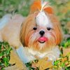 Shih Tzu Dog Animal paint by number