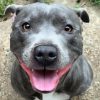 Staffordshire Bull Terrier Smiling paint by numbers