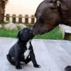 Staffordshire Bull Terrier Dog And Puppy paint by numbers