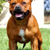 Staffordshire Bull Terrier paint by numbers