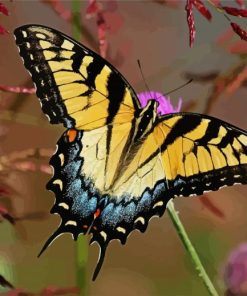 Swallowtail Butterfly paint by number