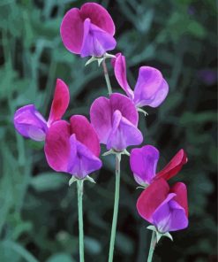 Sweetpea Flowers paint by numbers
