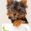 Teacup Yorkie paint by number