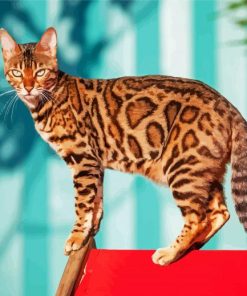 The Bengal Cat paint by numbers