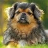 The Tibetan Spaniel Dog paint by numbers