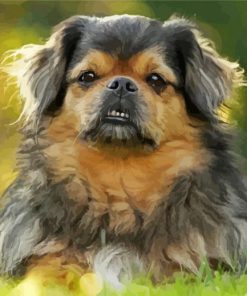 The Tibetan Spaniel Dog paint by numbers