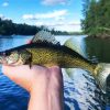The Walleye Fish paint by number