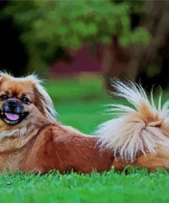 Tibetan Spaniel Dog paint by numbers
