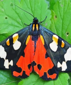 Tiger Moth Butterfly paint by numbers