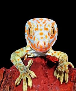 Tokay Gecko Lizard paint by number