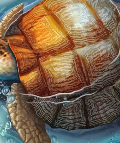 Tortoise In Water paint by numbers