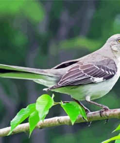 Tropical Mockingbird paint by numbers