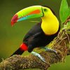 Toucan Bird paint by number