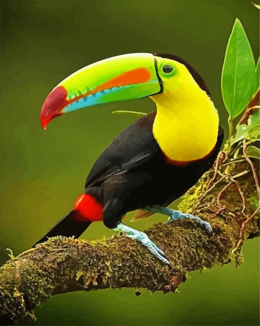 Toucan Bird paint by number