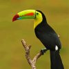 Toucan paint by number