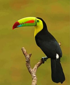 Toucan paint by number