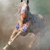 Warrior Appaloosa Horse paint by numbers