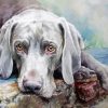 Weimaraner Dog Illustration paint by number