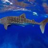 Whale Shark Underwater paint by numbers