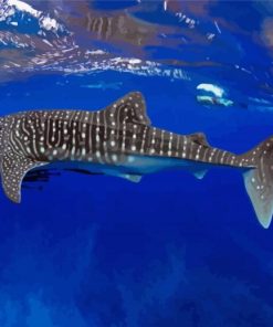 Whale Shark Underwater paint by numbers