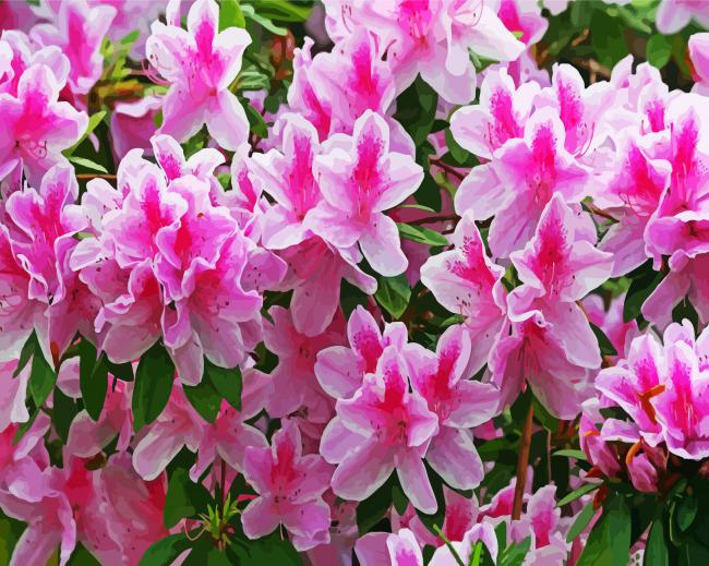 White And Pink Azaleas Flowers paint by number