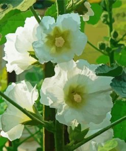 White Hollyhocks Flowers paint by number