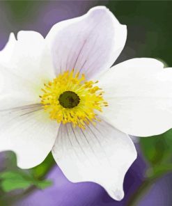 White Anemone Flower paint by number