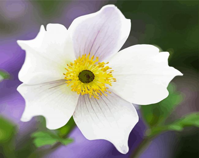 White Anemone Flower paint by number