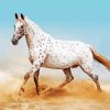 White Appaloosa paint by numbers