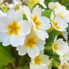 White Primrose Flowers paint by numbers