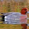 Wigeon Bird paint by number