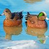 Wigeons Birds paint by number