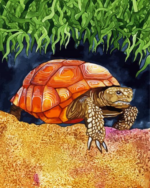 Wild Tortoise paint by number