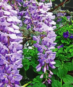 Purple Wisteria Flower paint by numbers