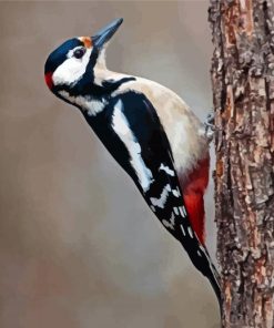Cute Woodpecker Bird paint by numbers