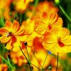 Yellow Cosmos Flower paint by number