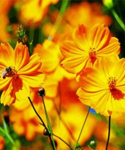 Yellow Cosmos Flower paint by number