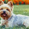 Yorkies Dog paint by numbers