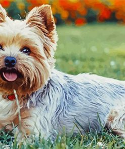 Yorkies Dog paint by numbers
