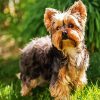 Yorkshire Terrier Animal paint by numbers