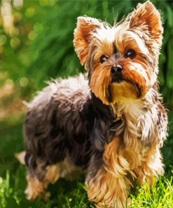 Yorkshire Terrier Animal paint by numbers