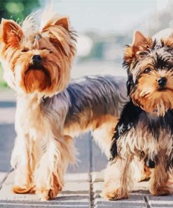 Two Yorkshire Terrier Puppies paint by numbers