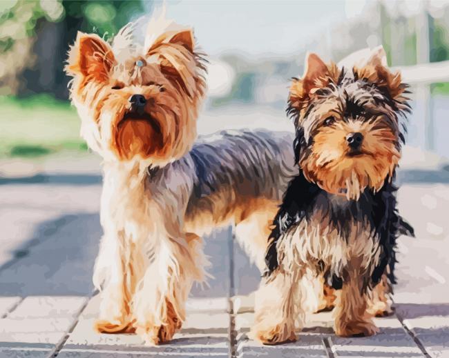 Two Yorkshire Terrier Puppies paint by numbers