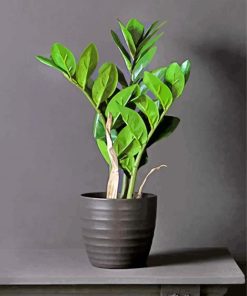 Zamifolia Plant paint by number