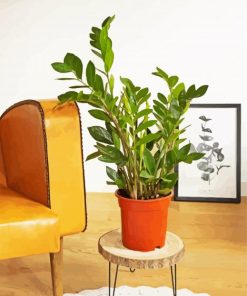 Zamioculcas Plant Pot paint by numbers