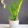 Zamioculcas Plant paint by number