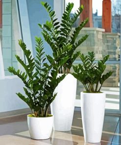 Zamioculcas Plant Pot paint by numbers